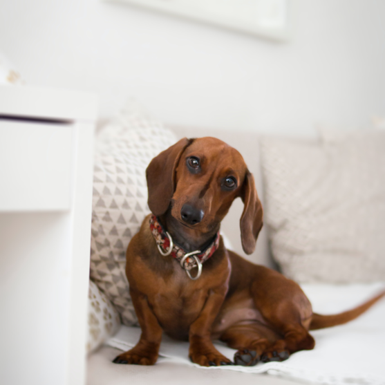 brown dachshund on a white couch